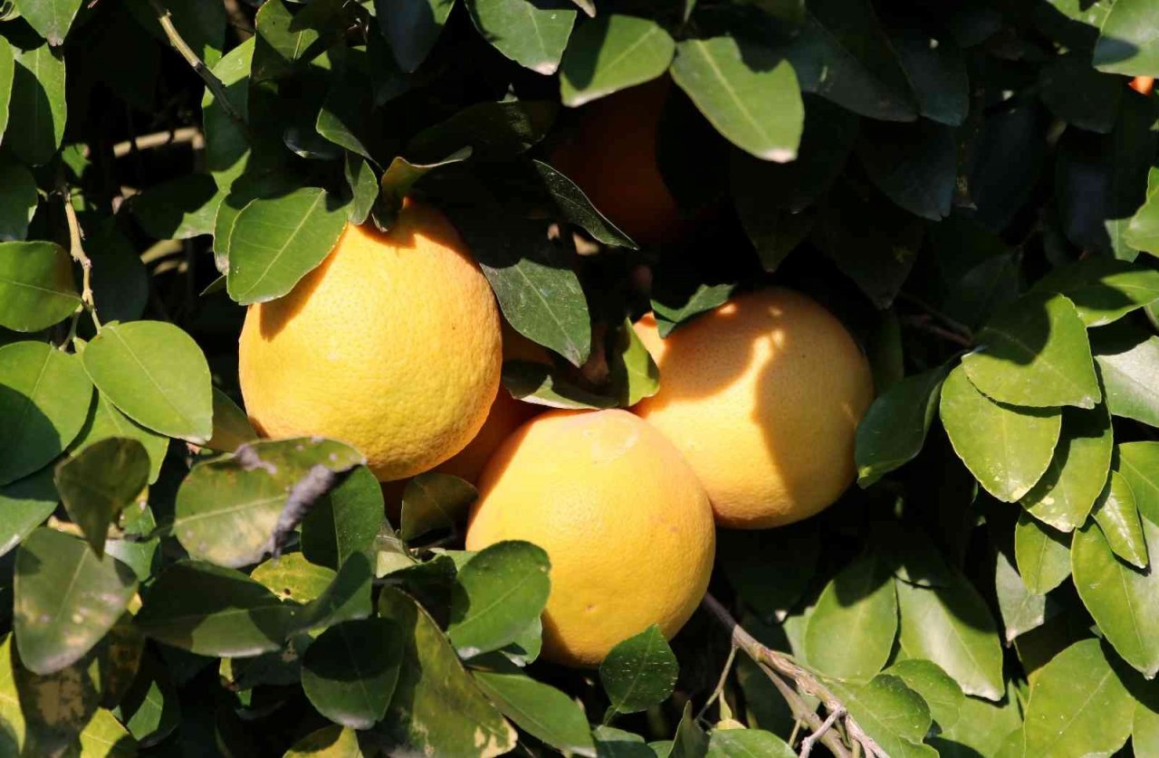 Hasadı başladı, sadece yüzde 10’u Türkiye’de tüketiliyor, yüzde 90’ı ihraç ediliyor