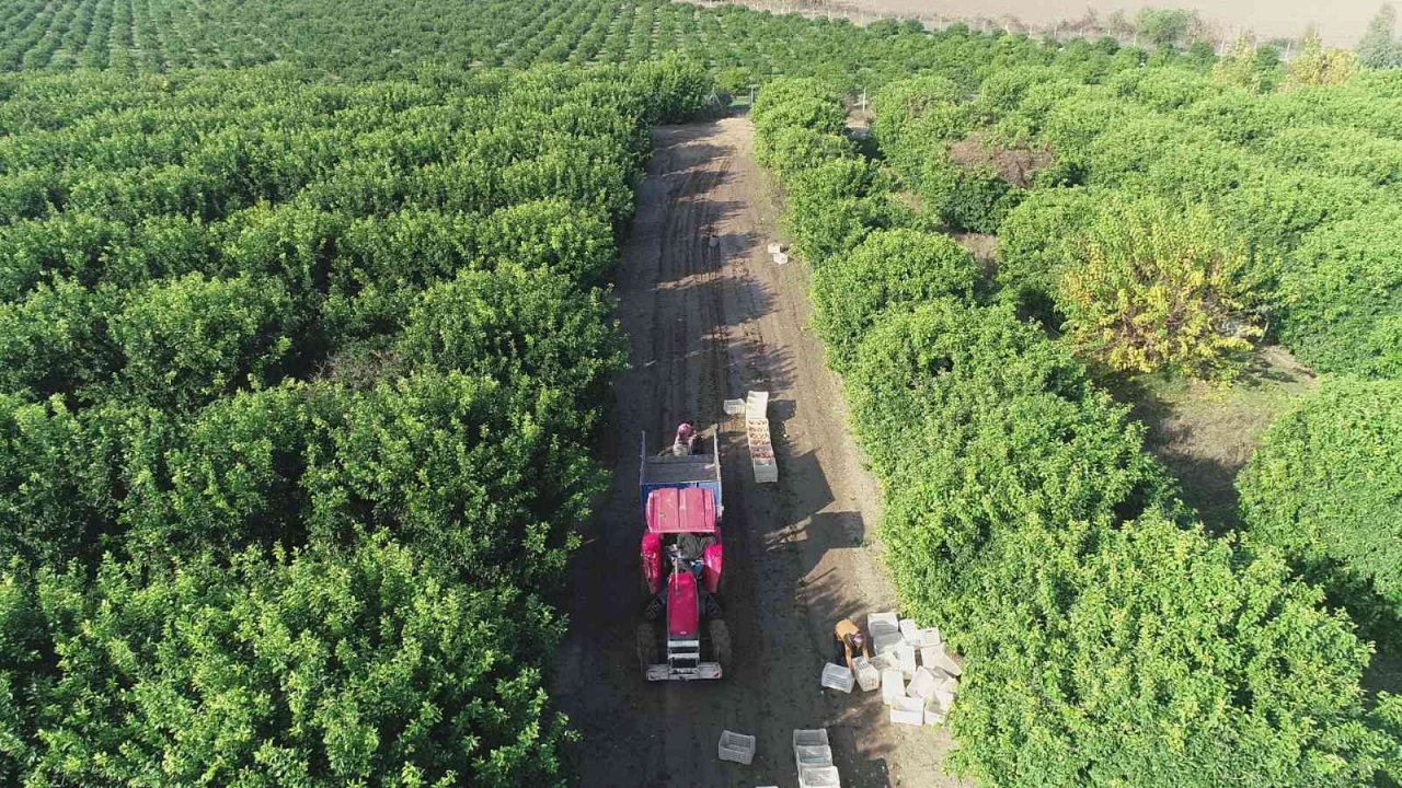 Hasadı başladı, sadece yüzde 10’u Türkiye’de tüketiliyor, yüzde 90’ı ihraç ediliyor