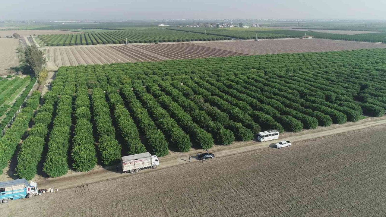 Hasadı başladı, sadece yüzde 10’u Türkiye’de tüketiliyor, yüzde 90’ı ihraç ediliyor