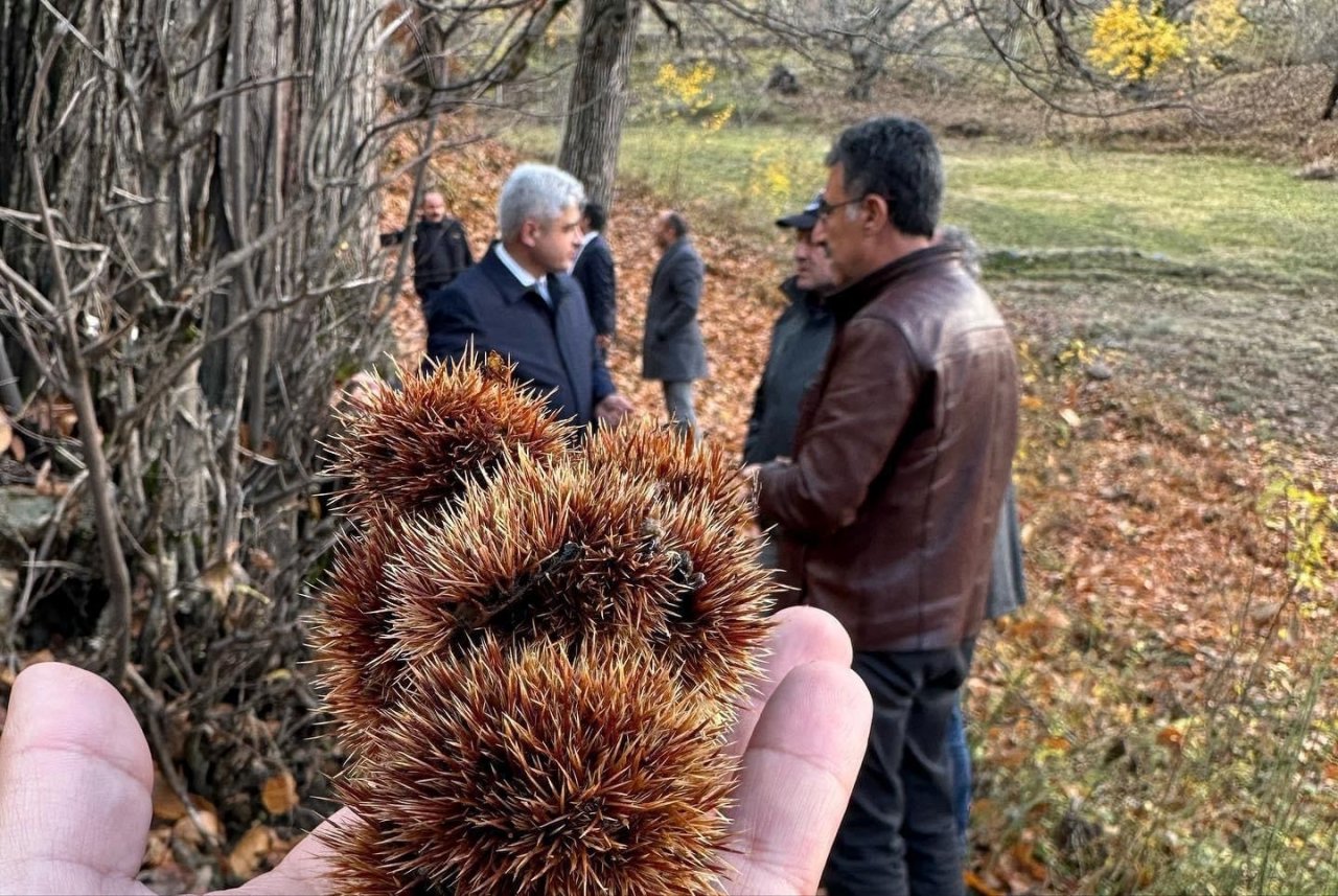 Bitlis’te kestane üretiminde verimi arttırma çalışmaları sürüyor