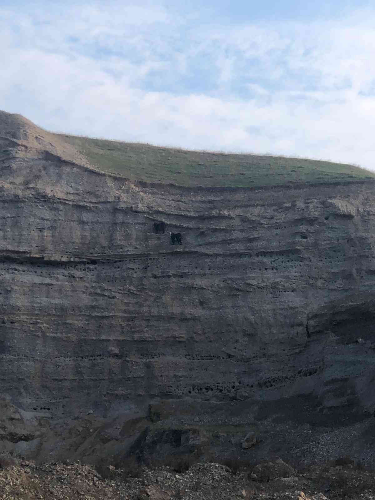 Diyarbakır’da mahsur kalan keçiler ölümün kıyısından iki gün sonra kurtarıldı
