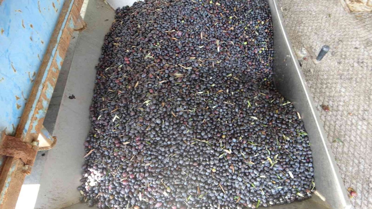 Muğla’daki fabrikalarında 7 gün 24 saat zeytinyağı nöbeti