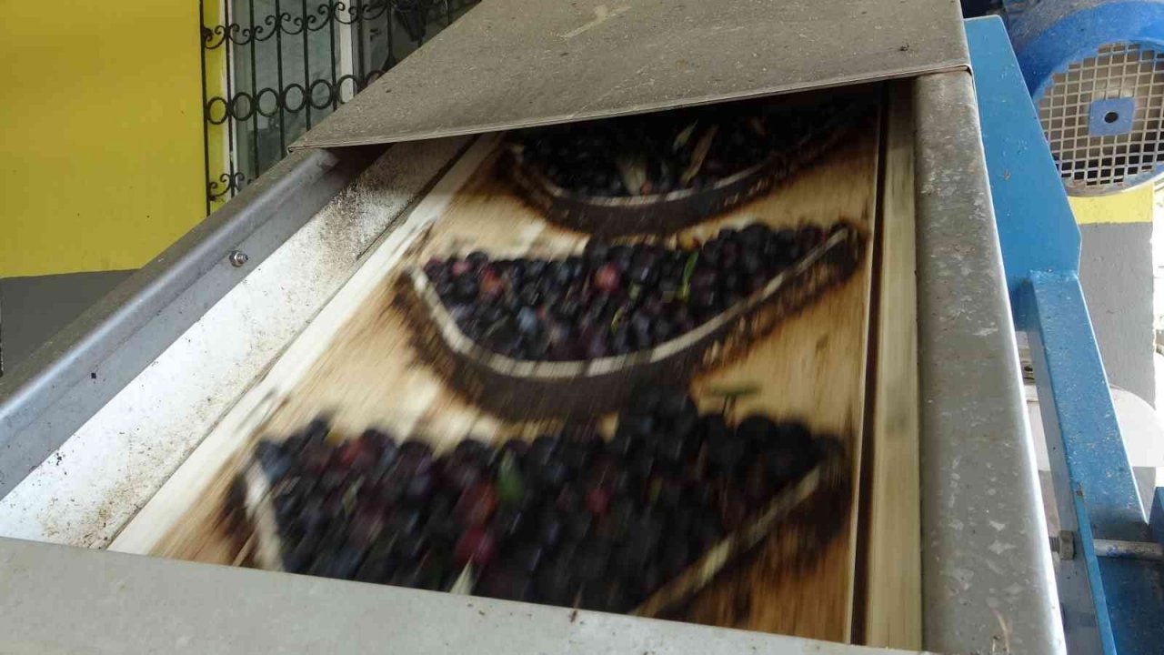 Muğla’daki fabrikalarında 7 gün 24 saat zeytinyağı nöbeti