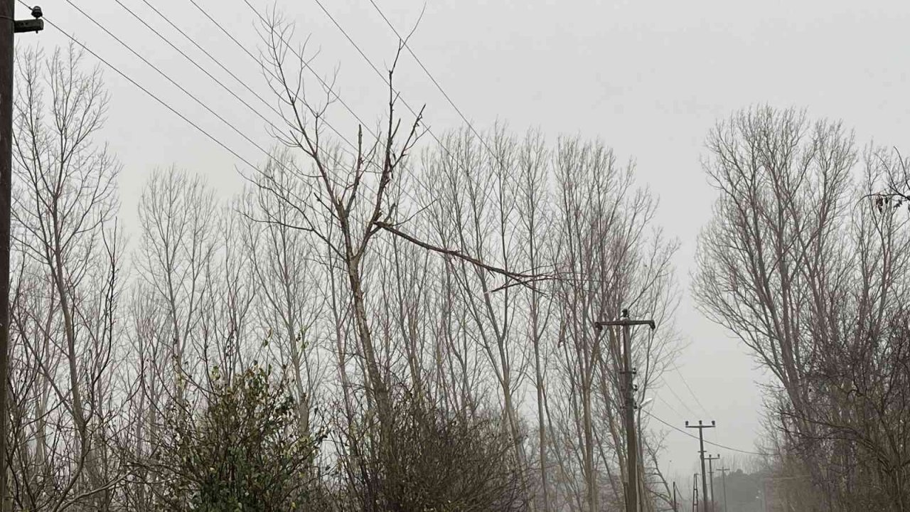 Çan’da fırtına nedeniyle ağaç dalı yüksek gerilim hattı üstüne devrildi