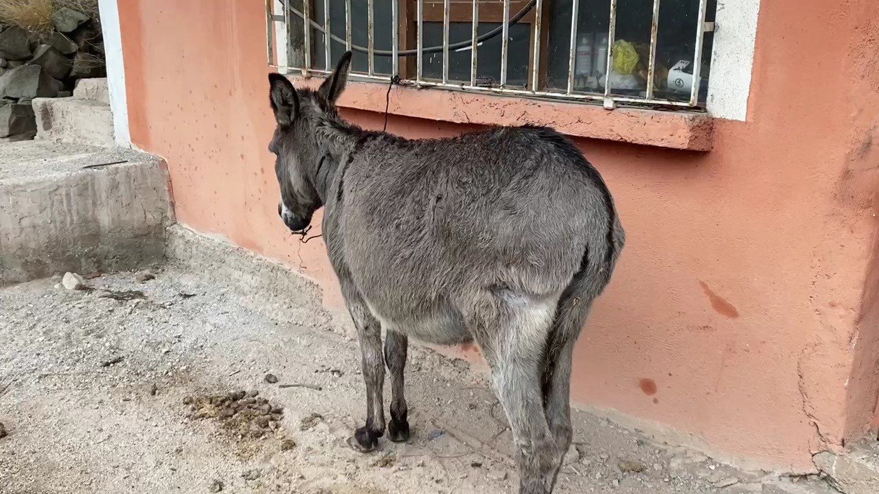 Eşeğe çarpmamak için yavaşlayan cipe otomobil çarptı: 7 yaralı