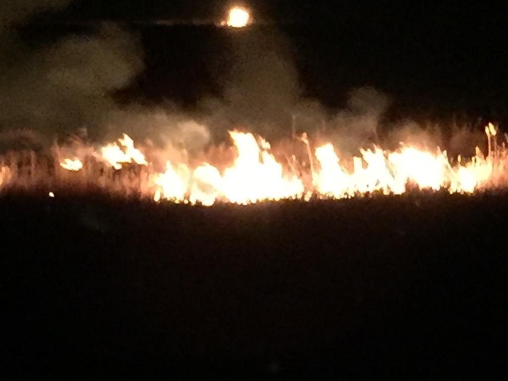 Sazlıklar alevlere teslim oldu