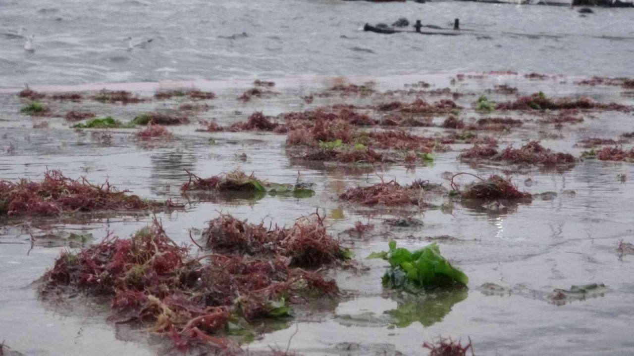 İstanbul’u lodos, Kadıköy’ü kırmızı yosunlar vurdu