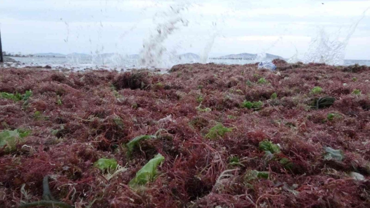 İstanbul’u lodos, Kadıköy’ü kırmızı yosunlar vurdu