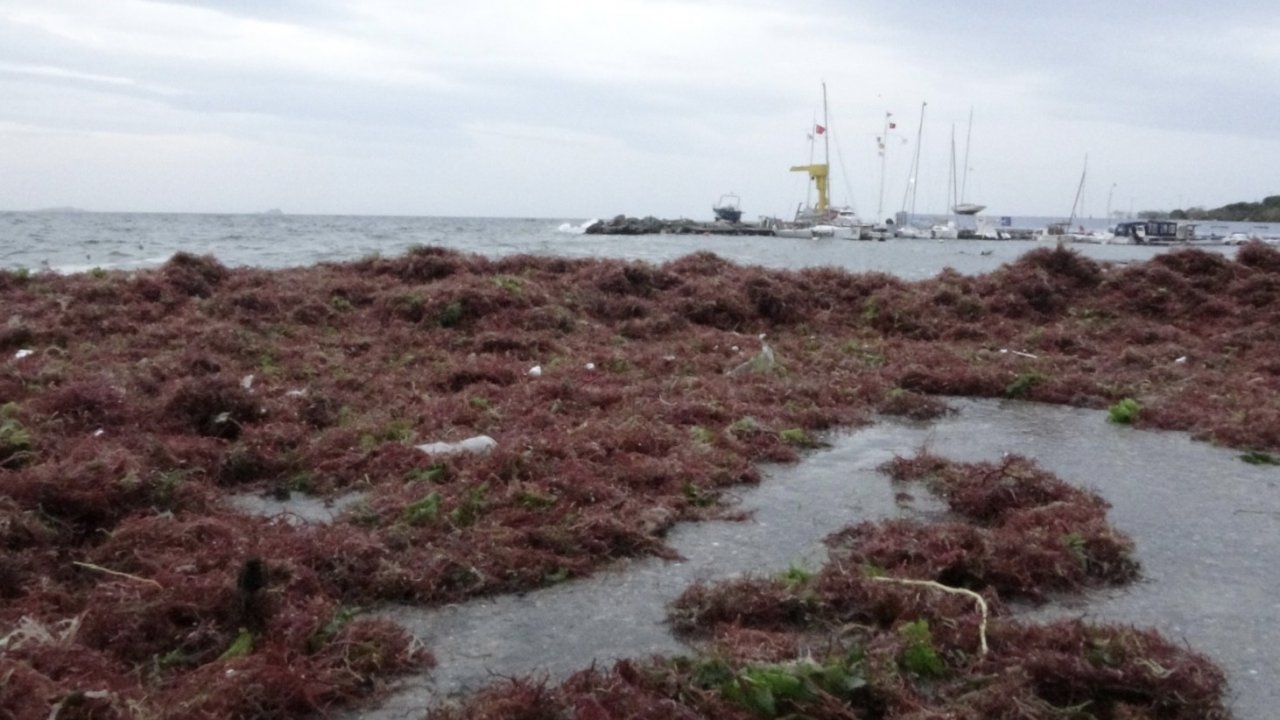 İstanbul’u lodos, Kadıköy’ü kırmızı yosunlar vurdu