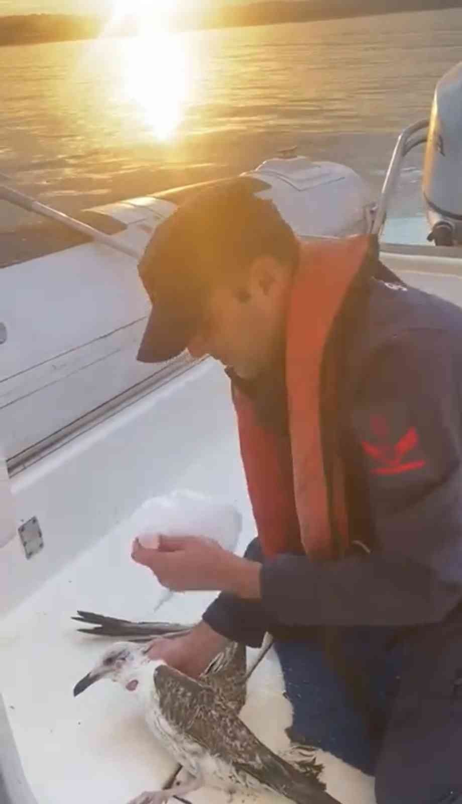 Şile’de martıya hayat kurtaran müdahale