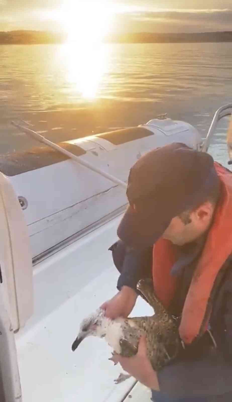 Şile’de martıya hayat kurtaran müdahale