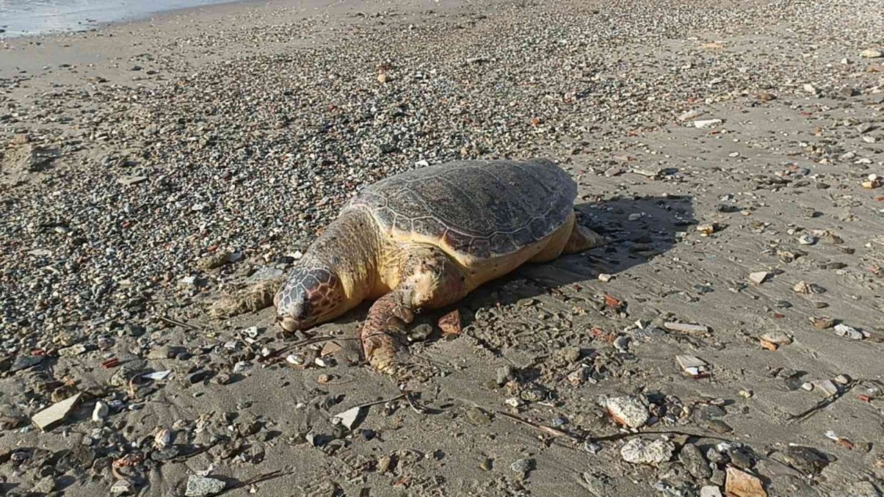 Nesli tükenmekte olan kaplumbağa ölüsü sahile vurdu