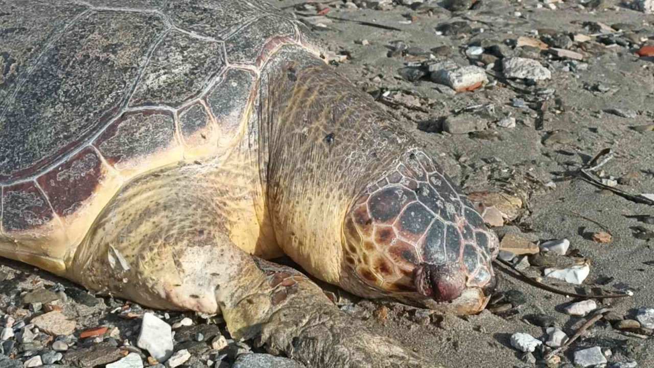 Nesli tükenmekte olan kaplumbağa ölüsü sahile vurdu