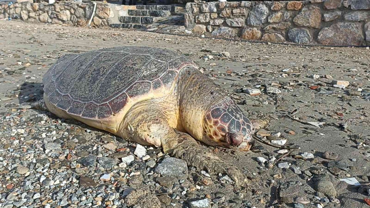 Nesli tükenmekte olan kaplumbağa ölüsü sahile vurdu
