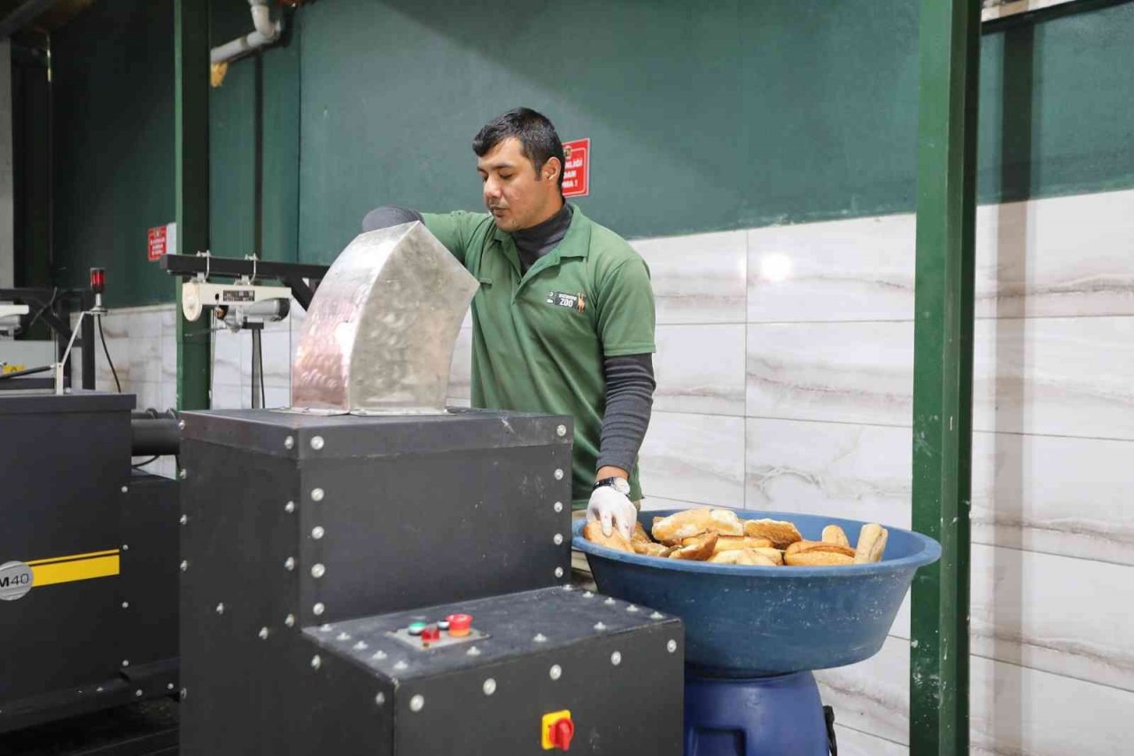 Gastronomi lezzetleri sokak hayvanlarına mama olarak sunuyor