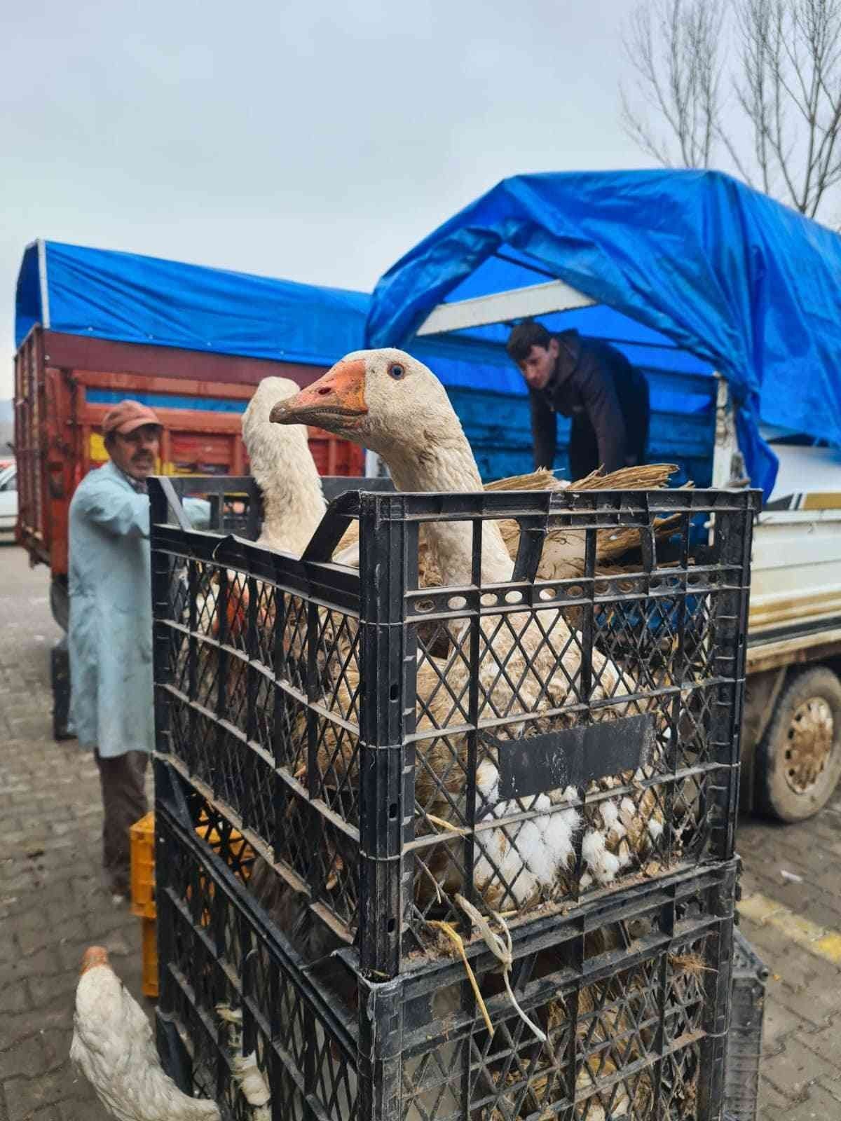 Eflani’de ilk kaz satışı yapıldı
