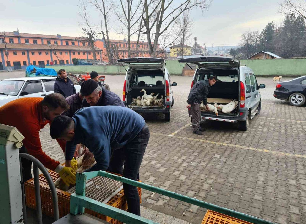 Eflani’de ilk kaz satışı yapıldı