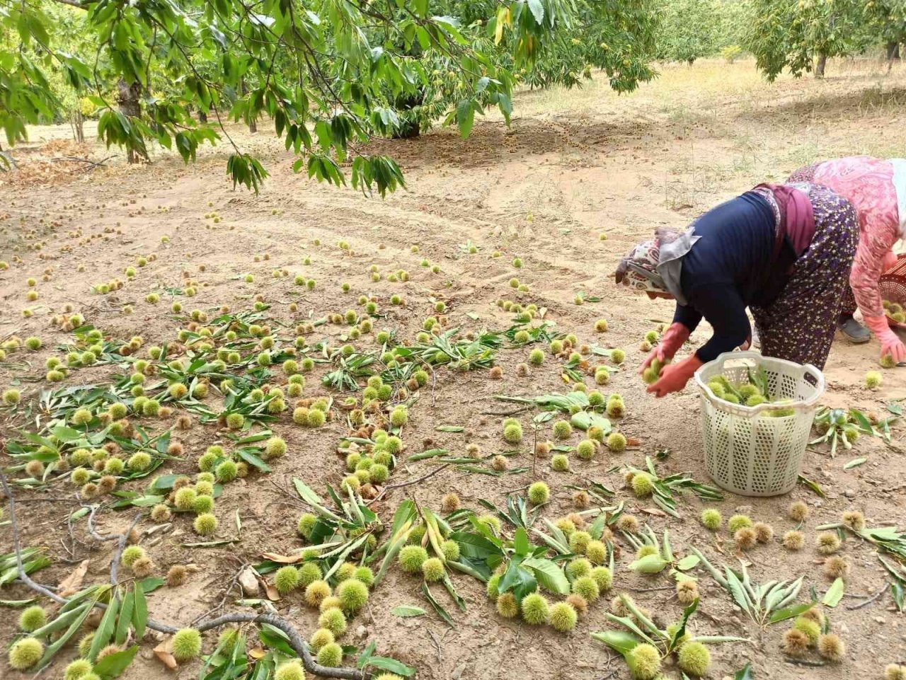 Ortadoğu’nun kestanesi Sarıgöl’den