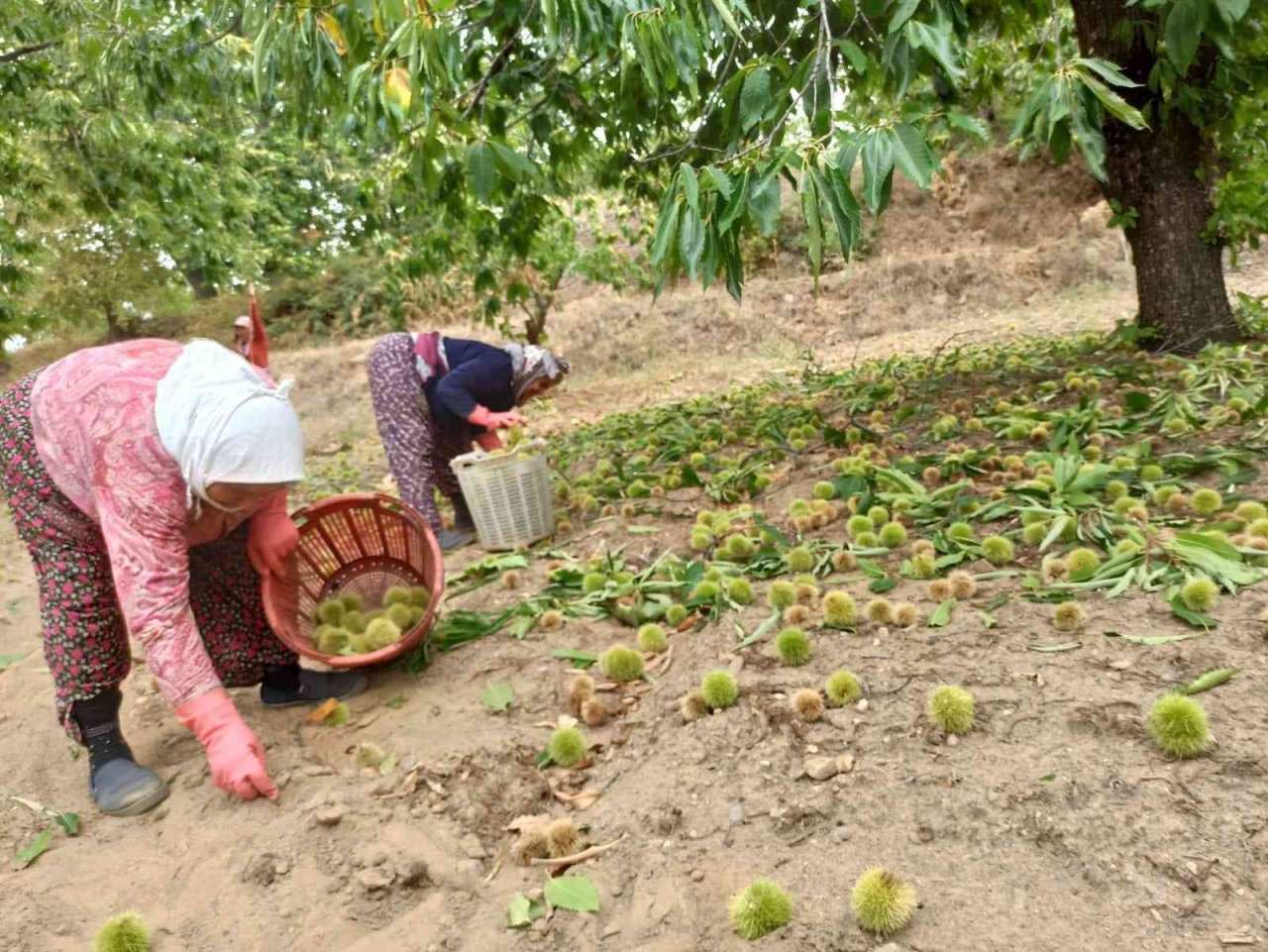 Ortadoğu’nun kestanesi Sarıgöl’den