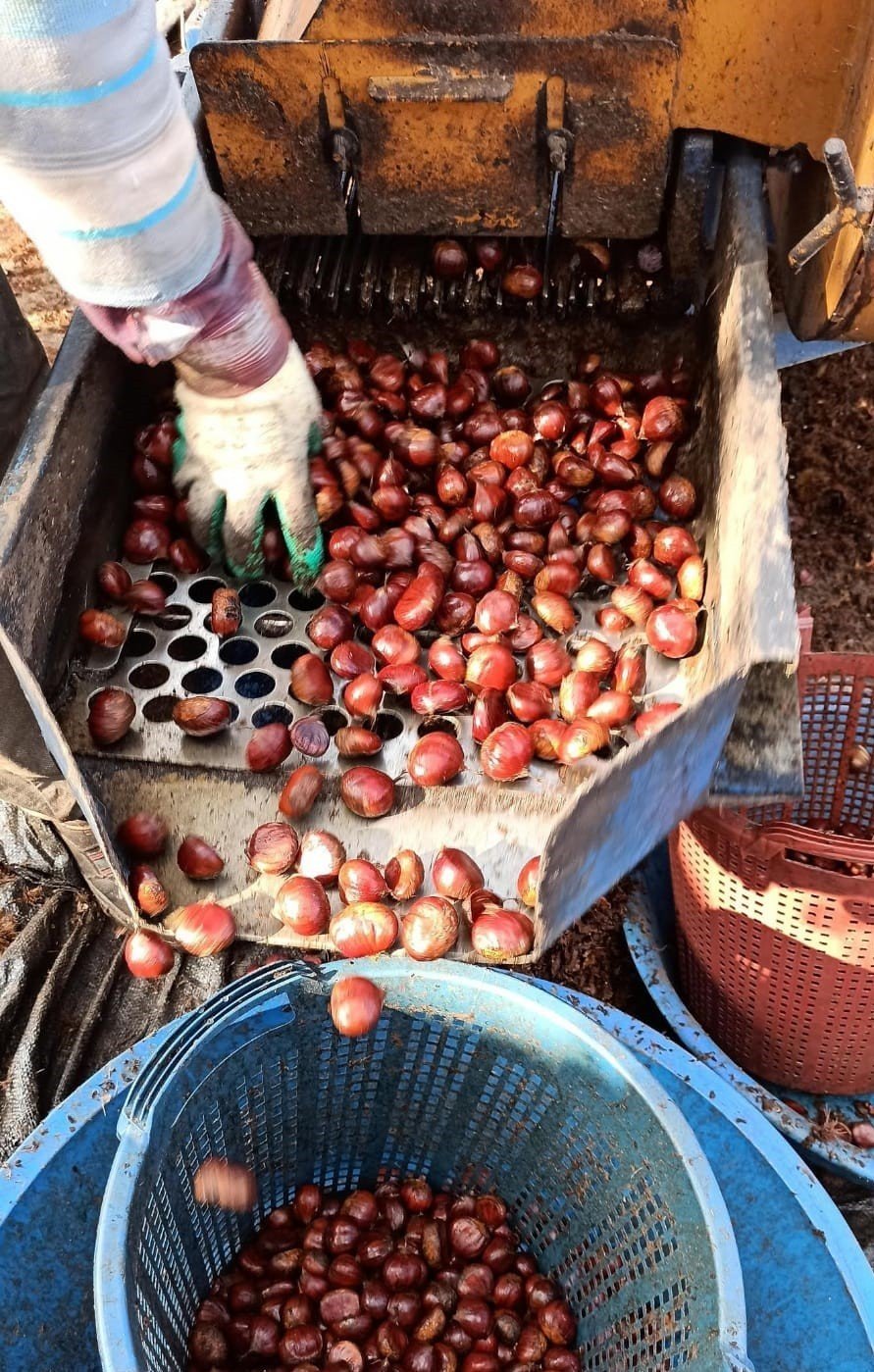 Ortadoğu’nun kestanesi Sarıgöl’den