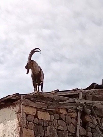 Köpeklerden kaçan dağ keçisi evin damına çıktı