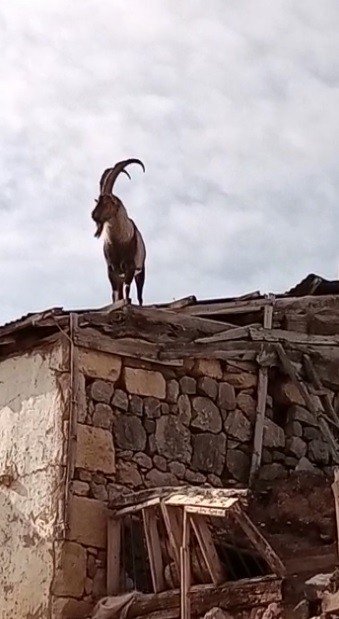 Köpeklerden kaçan dağ keçisi evin damına çıktı