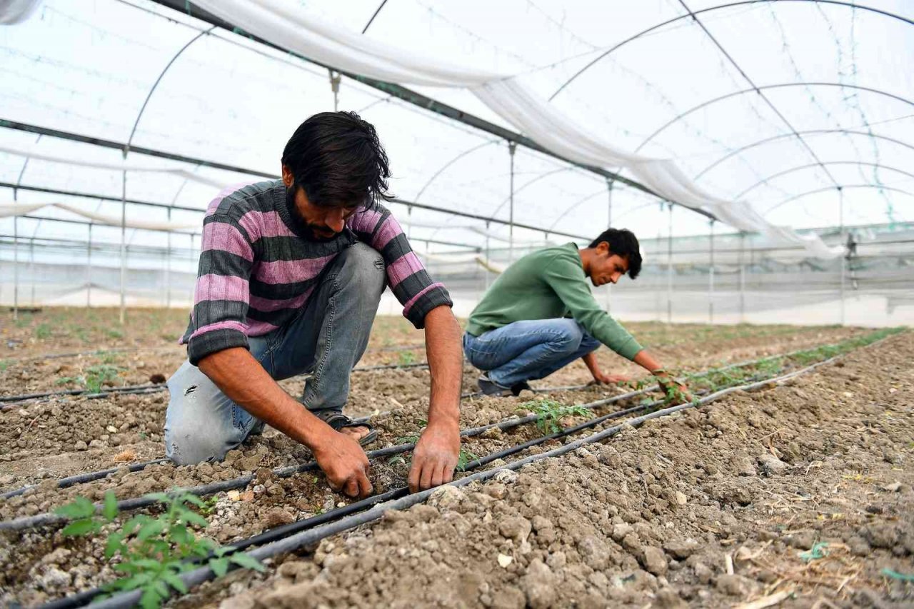 Mersin’de örtü altı üreticilerine destek