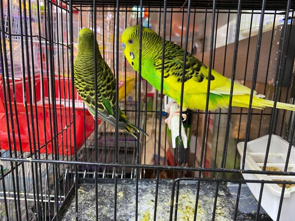 Muhabbet kuşları içinde İngilizler bir adım önde