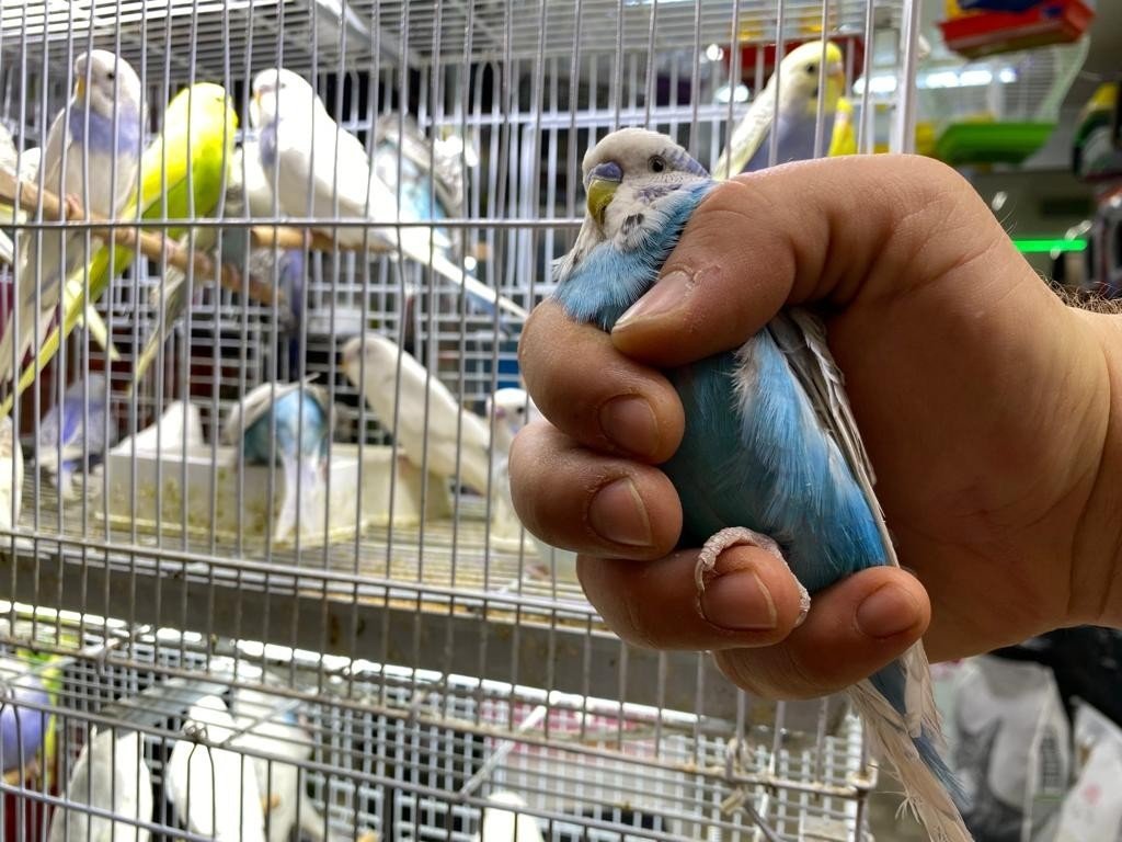 Muhabbet kuşları içinde İngilizler bir adım önde