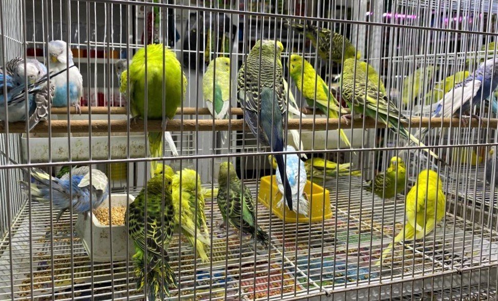 Muhabbet kuşları içinde İngilizler bir adım önde