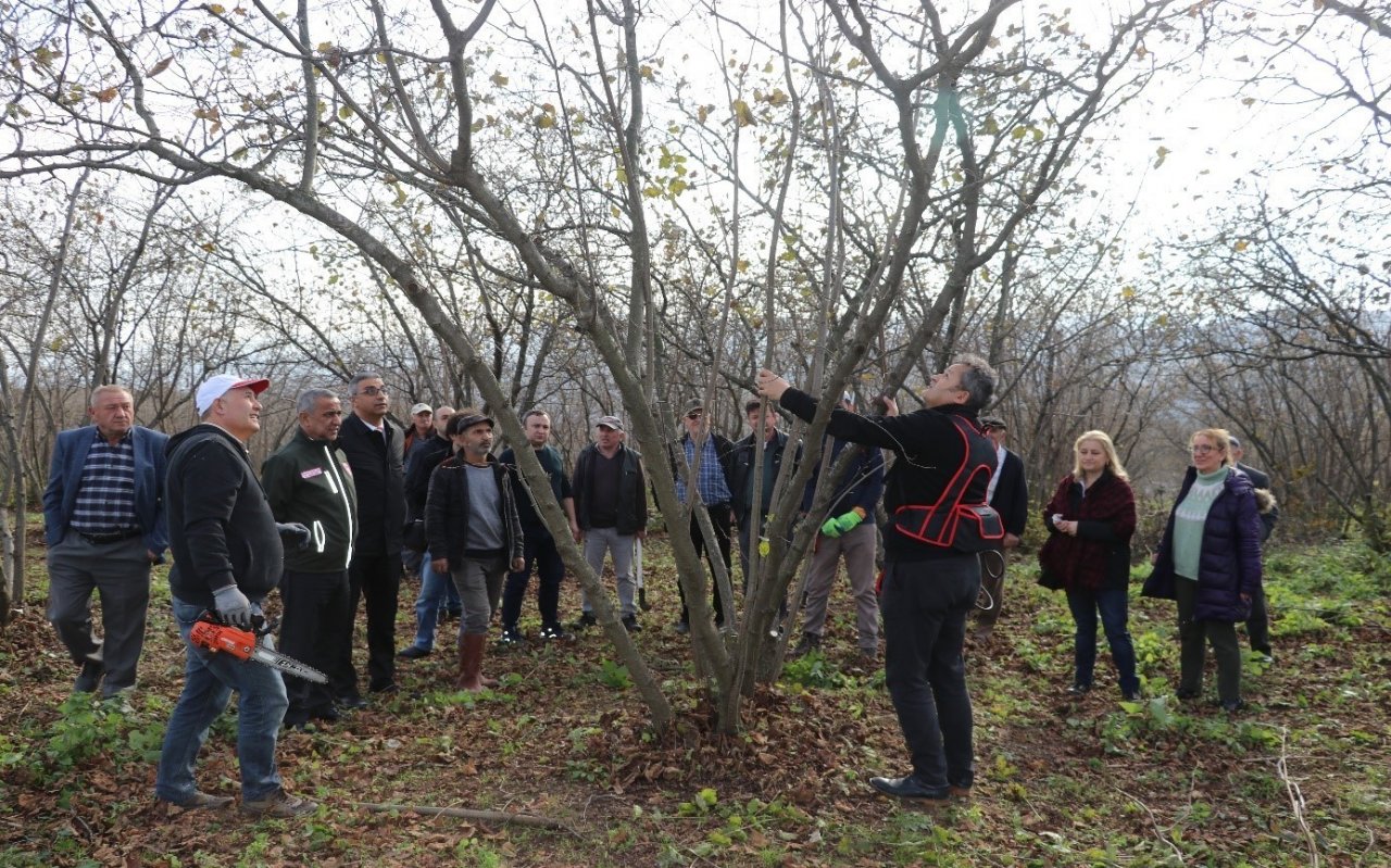 Samsun’da 2022’de 112 bin 301 ton fındık üretildi