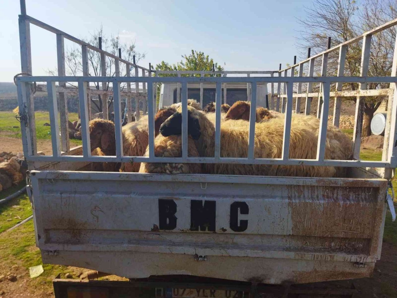 Şanlıurfa’da hayvan hırsızları yakalandı