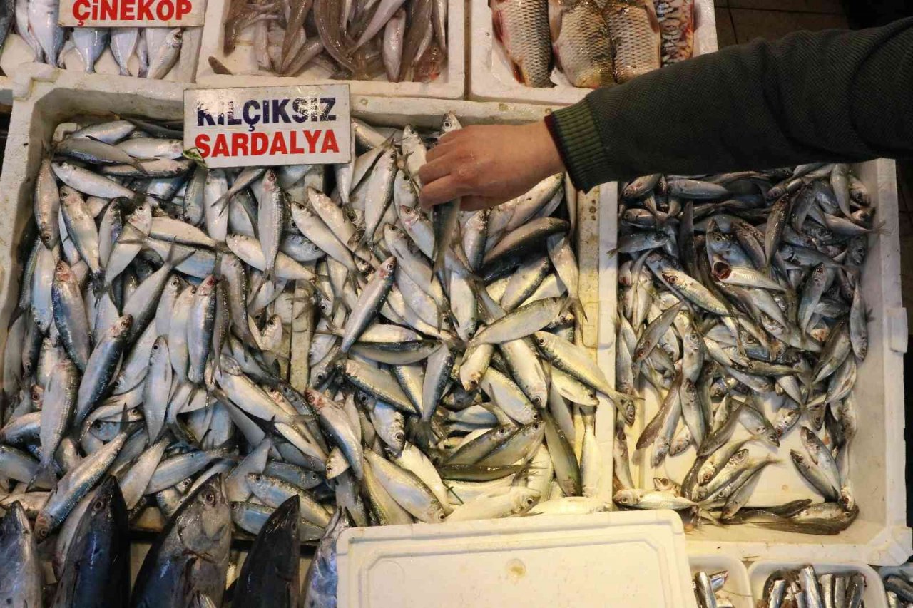 Akdeniz’de sardalya bereketi