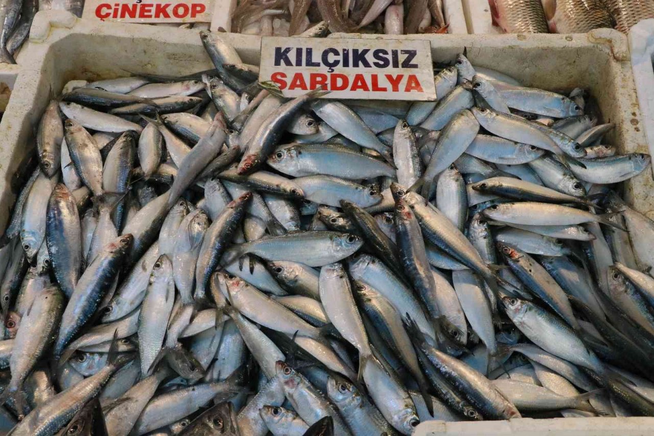 Akdeniz’de sardalya bereketi