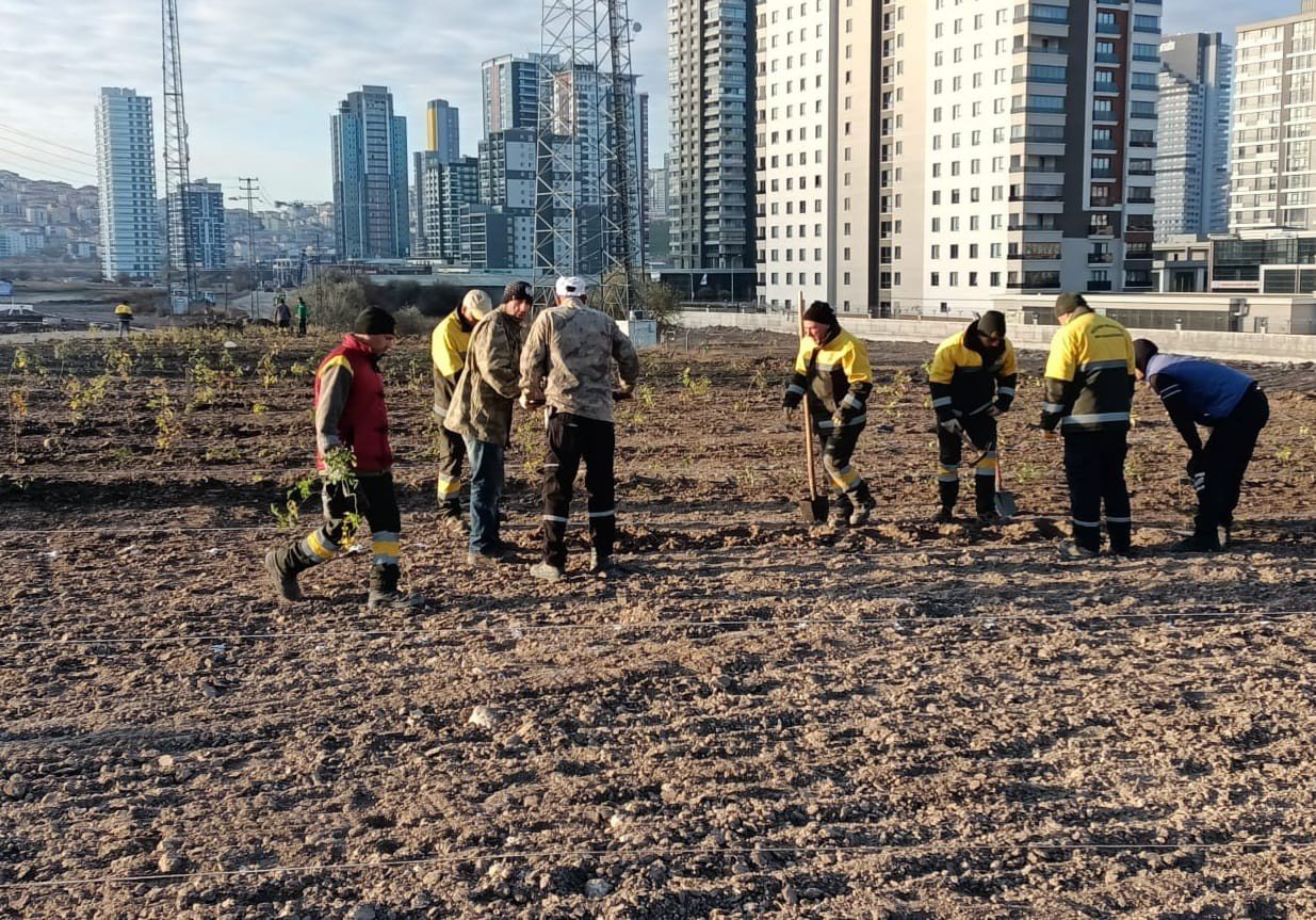 Keçiören’in lavanta ve gül bahçesi genişletiliyor