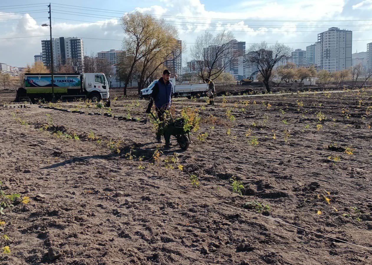 Keçiören’in lavanta ve gül bahçesi genişletiliyor