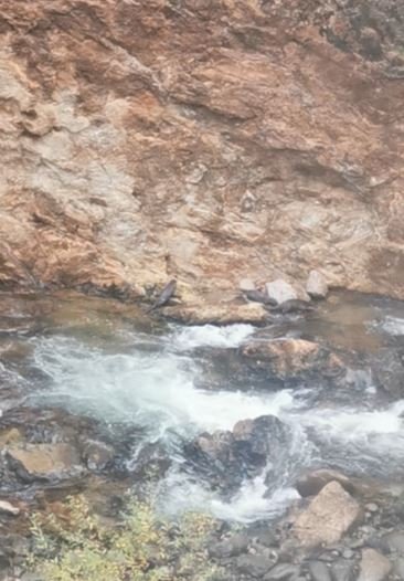 Artvin’de nesli tükenmekte olan su samuru ailesi görüntülendi