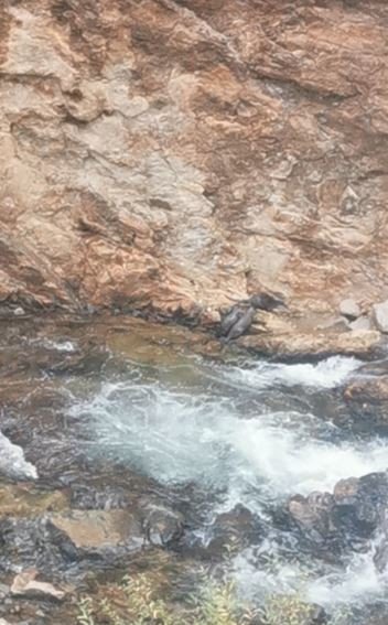 Artvin’de nesli tükenmekte olan su samuru ailesi görüntülendi