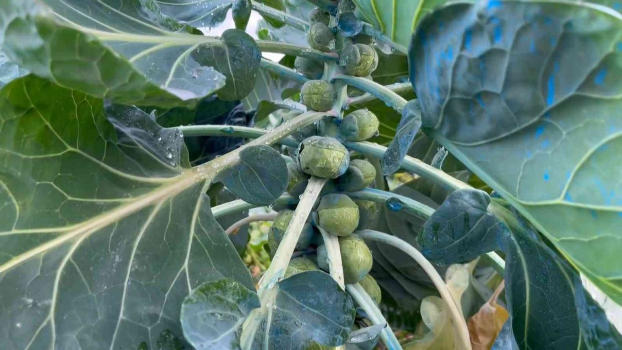 Bursa’nın İznik ilçesinde sezonda 12 bin ton Brüksel lahanası ihraç ediliyor