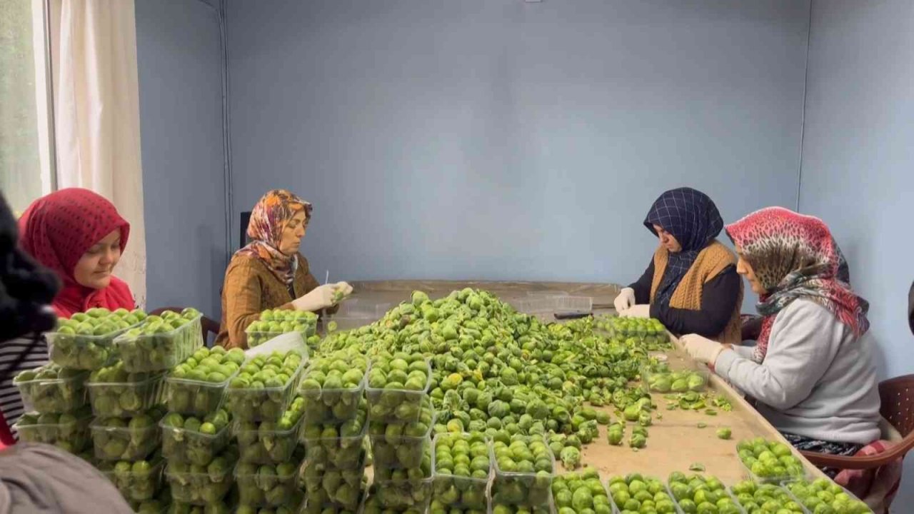 Bursa’nın İznik ilçesinde sezonda 12 bin ton Brüksel lahanası ihraç ediliyor