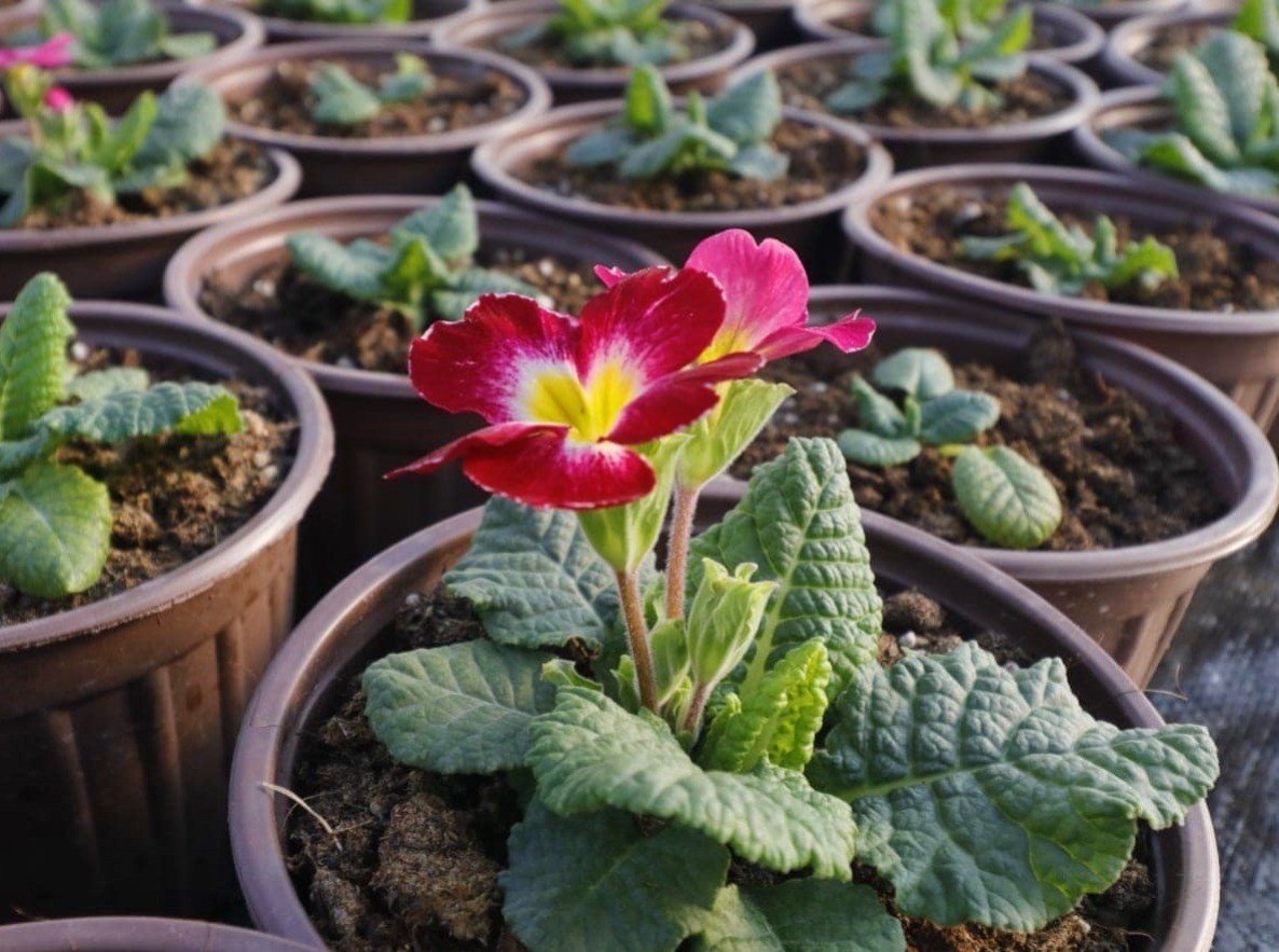 Honaz Belediyesi kendi çiçeğini kendisi üretiyor