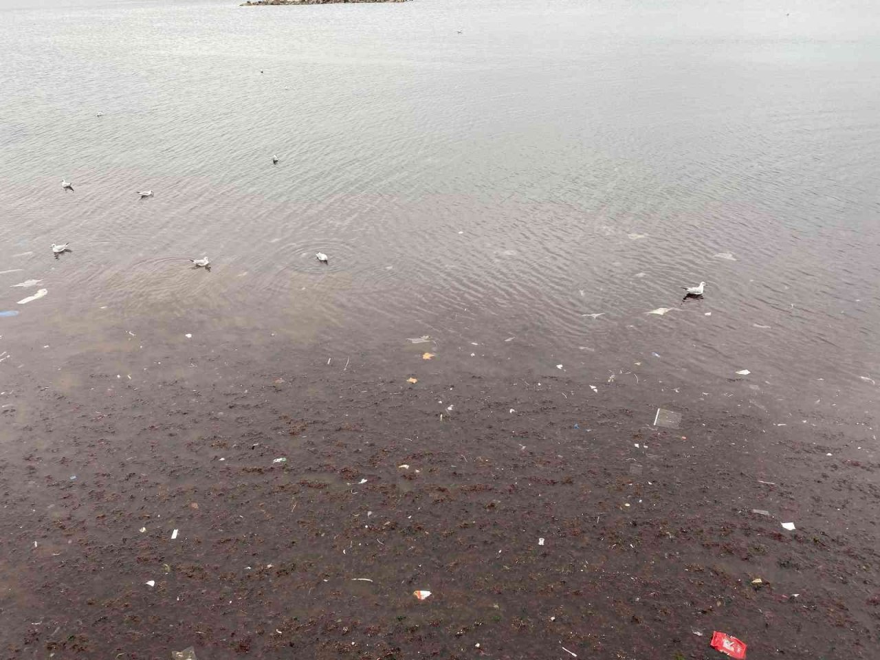 Kadıköy’ü lodos vurdu, Caddebostan sahilini plastik atıklar kapladı
