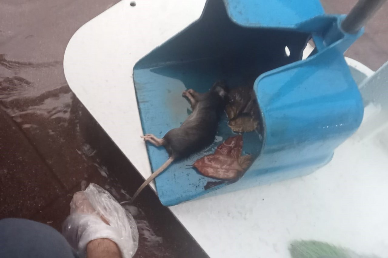 Sağanak yağmurda kalan fareye kalp masajı yaptı