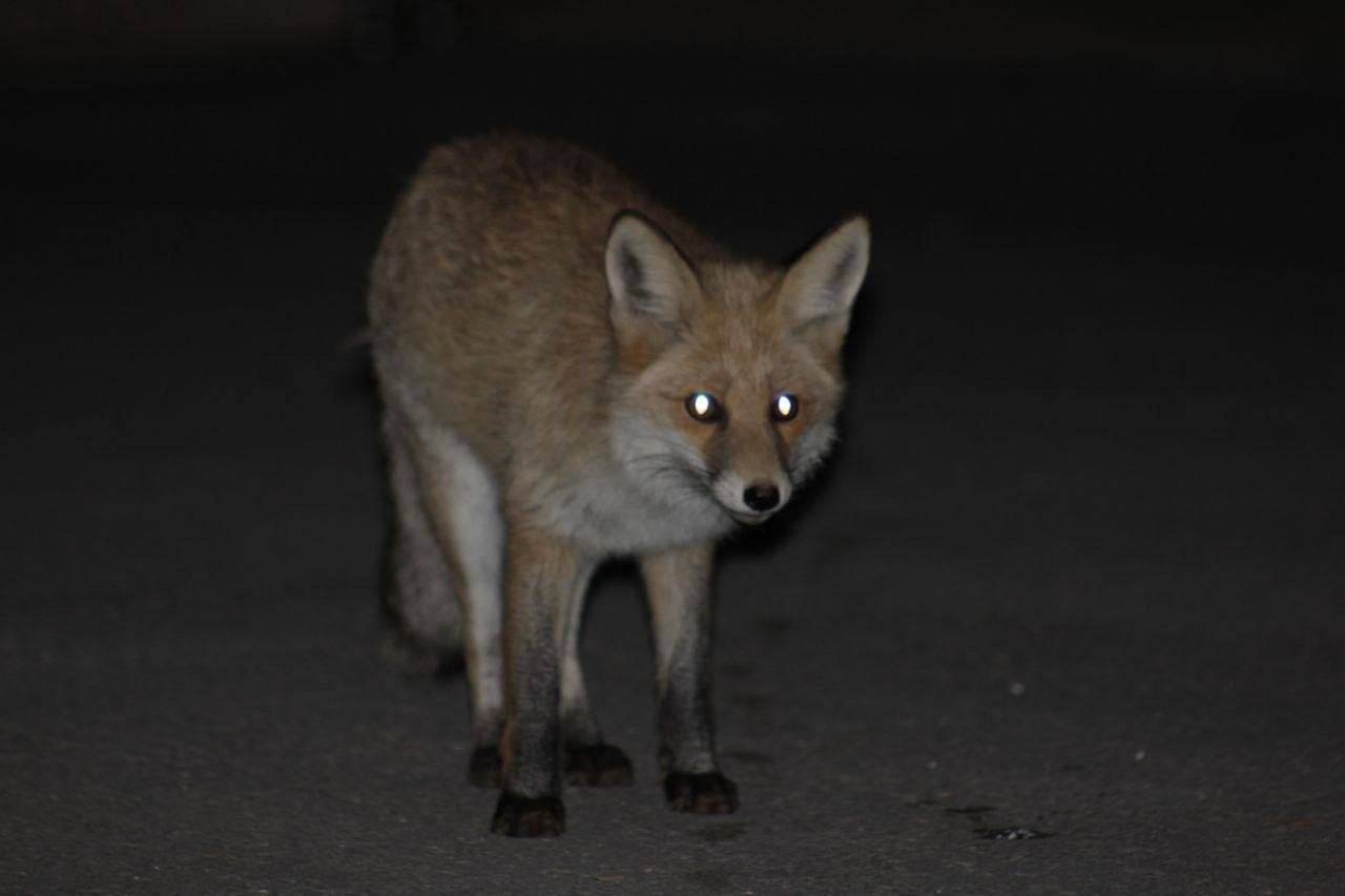 Kediyle tilkinin yemek mücadelesi yüzlerde tebessüm oluşturdu