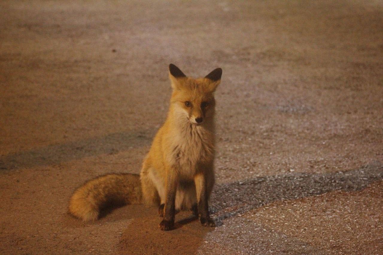 Kediyle tilkinin yemek mücadelesi yüzlerde tebessüm oluşturdu