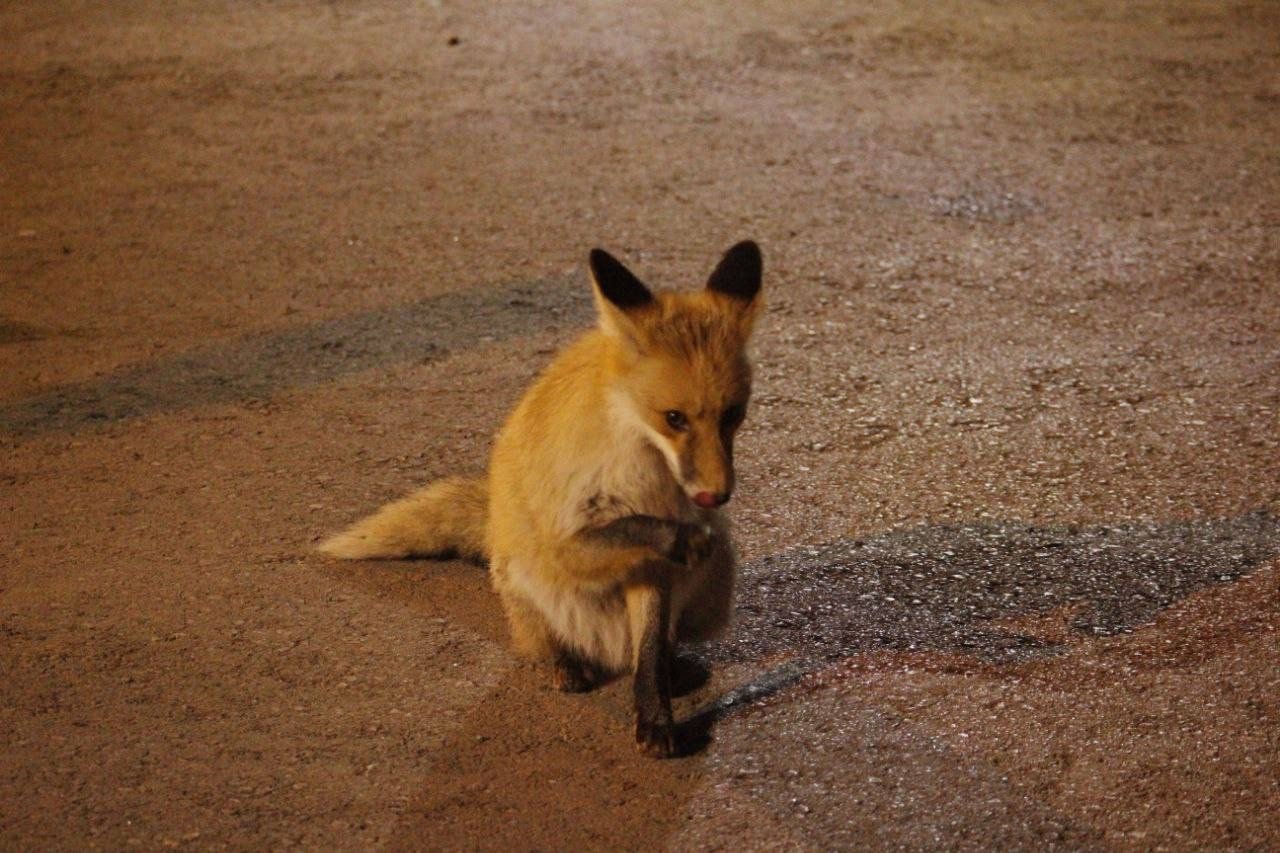 Kediyle tilkinin yemek mücadelesi yüzlerde tebessüm oluşturdu