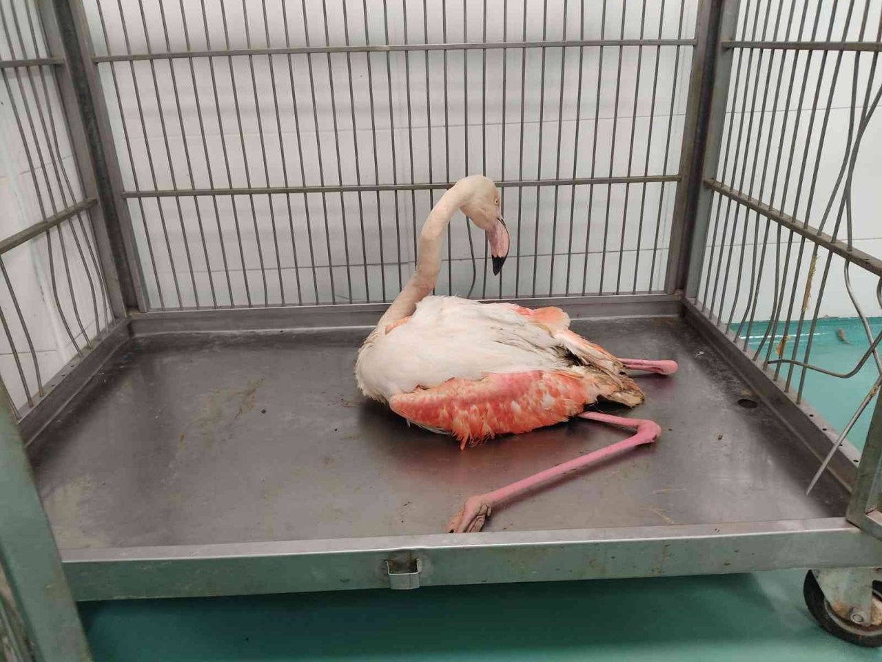 Konya’da göl kıyısında yaralı bulunan flamingo koruma altına alındı