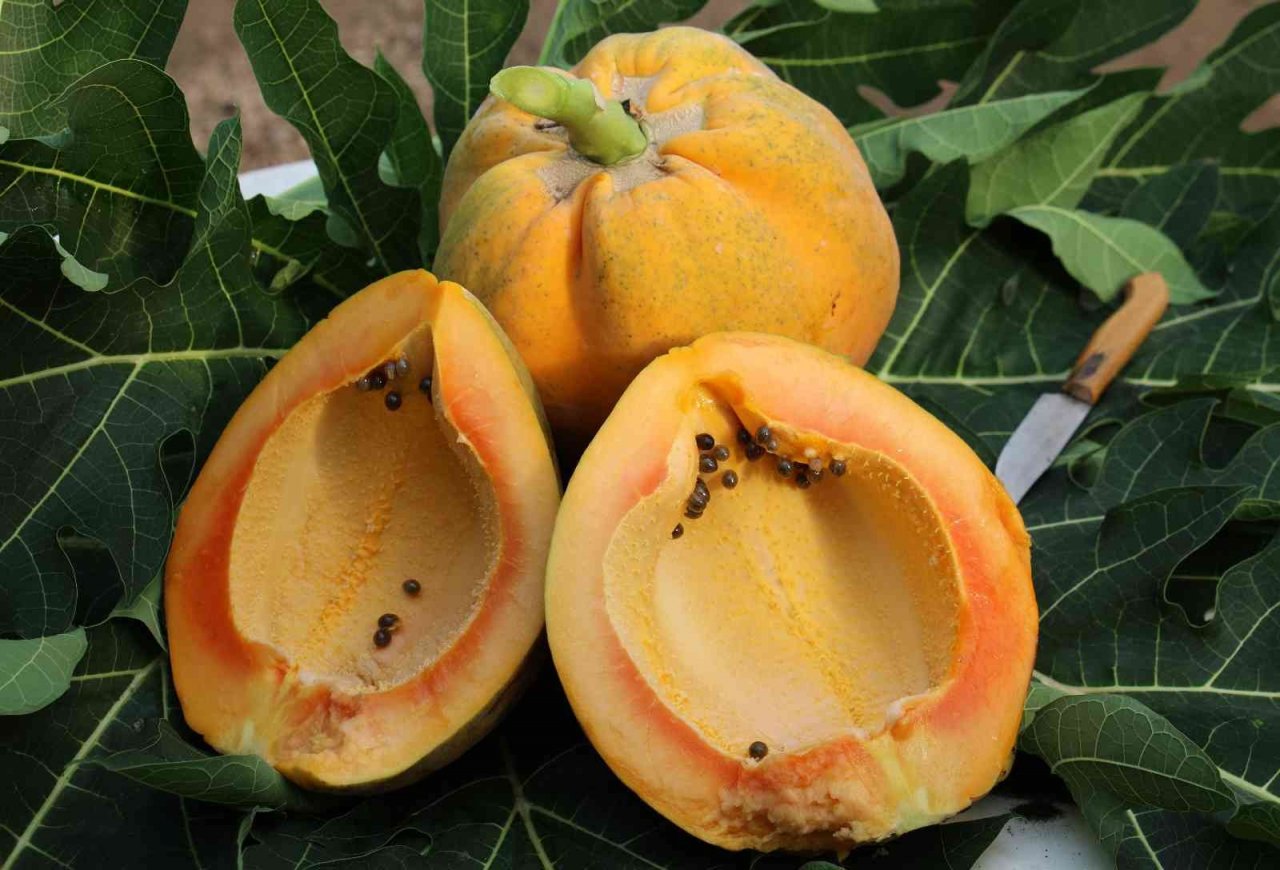 Örtü altında papaya üretimi denendi, bir fidan 60 kilo ürün verdi