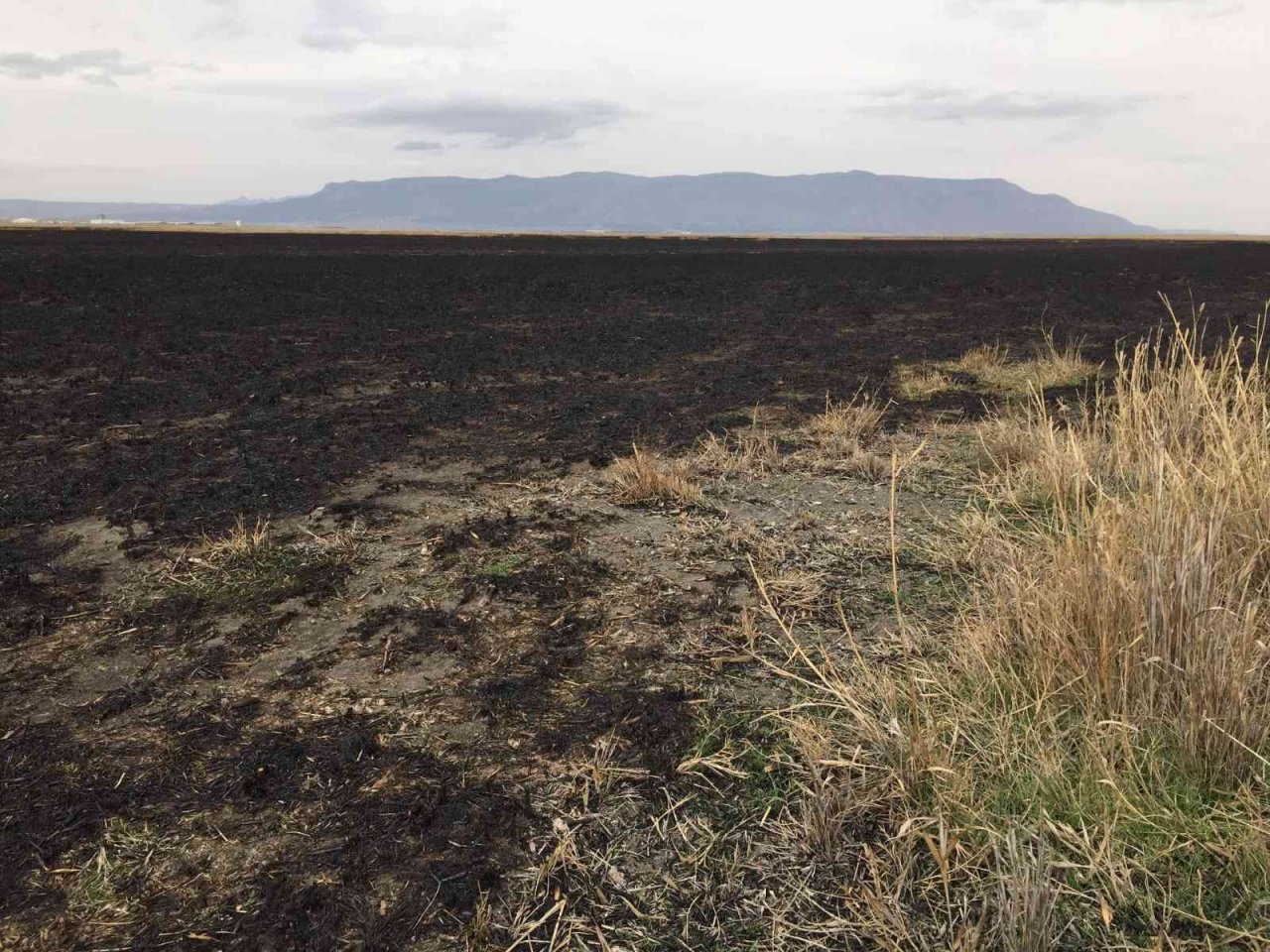 Sazlık yangının doğaya verdiği zararın bilançosu ağır oldu