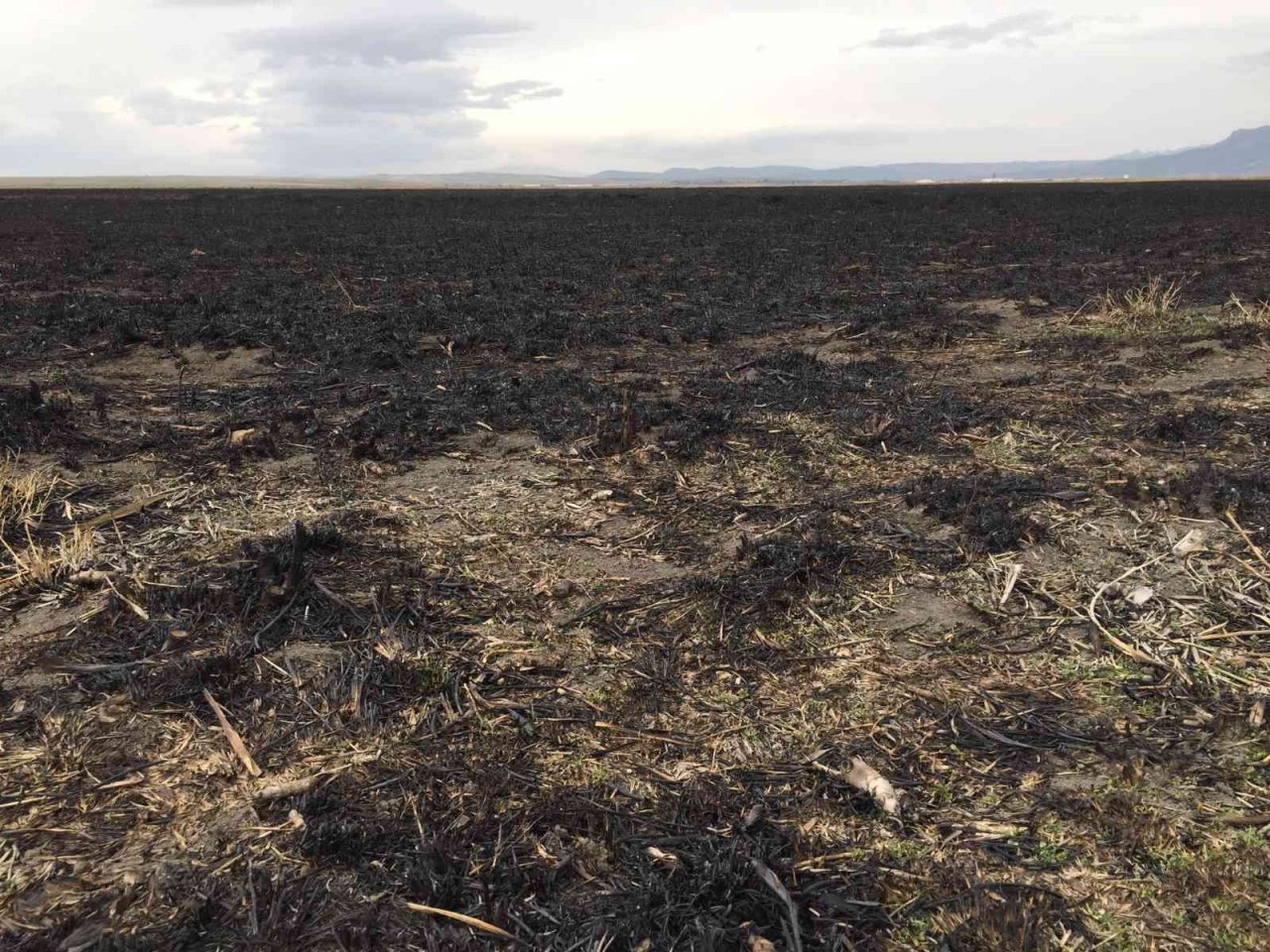 Sazlık yangının doğaya verdiği zararın bilançosu ağır oldu